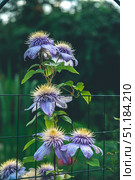 Beautiful purple clematis flowers with vibrant yellow centers climbing a wire fence, creating a stunning and natural display in a lush garden setting, showcasing nature's elegance. Стоковое фото, фотограф Ольга Ильина / Фотобанк Лори
