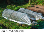 Low tunnels crafted from garden fabric provide essential protection for plants in a vegetable garden during winter months, promoting healthy growth and ensuring a bountiful harvest. Стоковое фото, фотограф Ольга Ильина / Фотобанк Лори