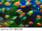 Beautiful shot of colorful glofish swimming in an aquarium, creating a vibrant and dynamic scene with a slight blur effect adding to the sense of movement. Стоковое фото, фотограф Ольга Ильина / Фотобанк Лори