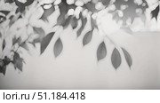 Detailed black and white photo of tree branch, highlighting intricate patterns and textures found in nature. Стоковое AI-видео, аниматор Данила Большаков / Фотобанк Лори