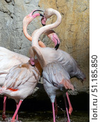Group of pink flamingos interacting in water with a rock background, showing their elegant and social nature. Стоковое фото, фотограф Данил Руденко / Фотобанк Лори