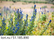 Aconitum altaicum Steinb. (семейство Ranunculaceae) - Борец алтайский, Аконит алтайский. Место произрастания - высокогорье, Семинский перевал, Онгудайский район горного Алтая. Стоковое фото, фотограф Евгений Мухортов / Фотобанк Лори