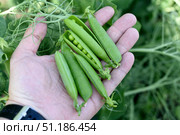 Pea pods in hand. Fruit peas in the garden. Стоковое фото, фотограф Valeriy Lushchikov / Фотобанк Лори