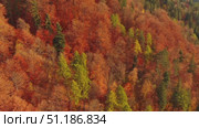 Autumn forest in Carpathian mountains. Стоковое видео, видеограф Михаил Коханчиков / Фотобанк Лори