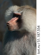 Baboon Portrait Zoo Animal Closeup. A hamadryas baboon stares intensely at the camera, its long, gray fur and prominent snout visible. Стоковое фото, фотограф svetograph / Фотобанк Лори