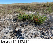 Солерос солончаковый (Salicornia perennans), вегетирующие растения на обнажившемся и покрытом белой соляной коркой дне озера Чокрак. Республика Крым, Ленинский район, окрестности села Курортное. Редакционное фото, фотограф Щеголева Ольга / Фотобанк Лори