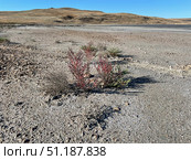 Солерос солончаковый (Salicornia perennans), вегетирующие и прошлогодние высохшие растения на обнажившемся дне озера Чокрак. Республика Крым, Ленинский район, окрестности села Курортное. Редакционное фото, фотограф Щеголева Ольга / Фотобанк Лори