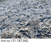 Солерос солончаковый (Salicornia perennans), отмершие однолетние растения, солончак, дно озера Чокрак. Республика Крым, Ленинский район, окрестности села Курортное. Редакционное фото, фотограф Щеголева Ольга / Фотобанк Лори