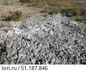 Солончак, Солерос солончаковый (Salicornia perennans), вегетирующие и прошлогодние высохшие растения на обнажившемся дне озера Чокрак. Республика Крым, Ленинский район, окрестности села Курортное. Редакционное фото, фотограф Щеголева Ольга / Фотобанк Лори