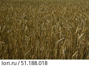 Пшеница. Злаковое сельскохозяйственное растение. Зерновые культуры. Зерно. Стоковое фото, фотограф Зинаида Никитенко / Фотобанк Лори