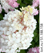 Close-up of a panicle hydrangea with white and pink blooms in a garden setting. Стоковое фото, фотограф Лариса Потехина / Фотобанк Лори