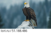 A majestic bald eagle perches atop a snow-covered rock, gazing into the distance with a powerful and vigilant posture. Its white head and yellow beak contrast sharply against the dark feathers of its body, while the blurred forest background emphasizes its dominance and grace in the natural world. The image symbolizes strength, freedom, and wilderness. Стоковое AI-видео, аниматор Ксения Чунаева / Фотобанк Лори