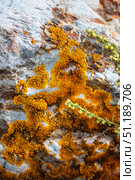 Камень покрытый лишайником - Ксантория элегантная (Xanthoria elegans). Онгудайский район горного Алтая. Стоковое фото, фотограф Евгений Мухортов / Фотобанк Лори