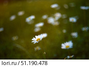 White chamomile flowers in the rays of the sun in a summer meadow. Flowers in the side. Стоковое фото, фотограф Valeriy Lushchikov / Фотобанк Лори
