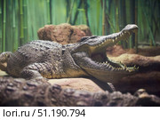 A crocodile in an aviary behind glass. Rare animals. Fauna of our planet. Стоковое фото, фотограф Наталия Кирсанова / Фотобанк Лори
