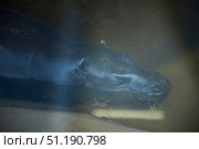 A small hippopotamus in an aviary behind glass. Rare animals. Fauna of our planet. Стоковое фото, фотограф Наталия Кирсанова / Фотобанк Лори