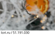 A small black spider spins on a thread on Halloween against a background of a pumpkin, web and flashing lights. Стоковое видео, видеограф Катерина Белякина / Фотобанк Лори