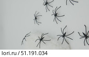 Lots of little black plastic spiders and white webs. Стоковое видео, видеограф Катерина Белякина / Фотобанк Лори