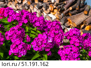 Флоксы  (лат. Phlox) на фоне поленнице дров. Стоковое фото, фотограф Зобков Юрий / Фотобанк Лори