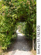Gravel path leading through a green pergola with climbing plants in a sunny garden, creating a peaceful and inviting atmosphere. Стоковое фото, фотограф Данил Руденко / Фотобанк Лори
