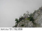 Mountain chamois pausing atop rocky cliff, blending into misty alpine landscape, embodying wilderness solitude. Стоковое фото, фотограф Данил Руденко / Фотобанк Лори