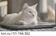 White cat comfortably lounging on top of laptop computer, showing typical feline behavior of seeking out warm and cozy spots to rest. Cats fluffy fur contrasts with sleekness of laptop. Стоковое AI-видео, аниматор Данила Большаков / Фотобанк Лори