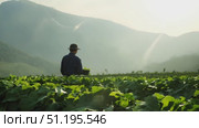 A farmer inspects vibrant green plants in a sprawling field while surrounded by breathtaking mountains under the morning sun. Стоковое AI-видео, аниматор Данила Большаков / Фотобанк Лори