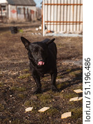 A small black stray dog is licking its lips, and there is a cookie on the ground next to it, in a rural area in autumn. Стоковое фото, фотограф Неведицына Елена / Фотобанк Лори
