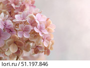 Hydrangea blooming. Peach heads of hydrangea flower petals. Beautiful Garden. Landscaping trend. Shrubbery blooms. Closeup hydrangea flowers. Space for text. Abstract minimal design. Soft shadow. Card. Стоковое AI-изображение, AI-художник Марина Демидюк / Фотобанк Лори