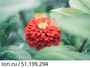 Red double zinnia flower with yellow stamens close-up, blurred green foliage background. Стоковое фото, фотограф irisff / Фотобанк Лори