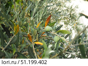 The olive, botanical name Olea europaea, meaning European olive, is a species of small tree or shrub in the family Oleaceae, found traditionally in the Mediterranean Basin, Africa and western Asia. (2024 год). Стоковое фото, фотограф Юлия Петровская / Фотобанк Лори