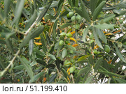 The olive, botanical name Olea europaea, meaning European olive, is a species of small tree or shrub in the family Oleaceae, found traditionally in the Mediterranean Basin, Africa and western Asia. Стоковое фото, фотограф Юлия Петровская / Фотобанк Лори