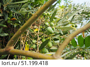 The olive, botanical name Olea europaea, meaning European olive, is a species of small tree or shrub in the family Oleaceae, found traditionally in the Mediterranean Basin, Africa and western Asia. Стоковое фото, фотограф Юлия Петровская / Фотобанк Лори