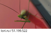 Green praying mantis on red background cleaning its paw. Стоковое видео, видеограф Кирилл Зотов / Фотобанк Лори