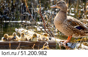 cute yellow ducklings on the pond bask in the sun. Стоковое фото, фотограф Igor Skripachev / Фотобанк Лори