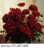 An exquisite composition of rich red chrysanthemums with lush petals. The bouquet looks luxurious and solemn, the flowers are densely collected, which creates the impression of wealth and depth. Against the background of a soft light canvas, the bright red shades of the buds look especially expressive, emphasizing the contrast and elegance. Dark green leaves harmoniously frame the flowers, adding naturalness and completeness to the composition. This image is perfect for use in interiors, printed materials, postcards, posters, advertising materials related to holidays, romance and special events. chrysanthemumsbouquet of flowers. Стоковое AI-изображение, AI-художник Анна Кривицкая / Фотобанк Лори