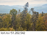 A mountain range with trees in the foreground and a cloudy sky in the background. The trees are tall and sprawling, giving the impression of a vast open landscape. Стоковое фото, фотограф Наталия Кирсанова / Фотобанк Лори