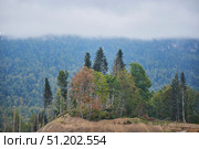 A mountain range with trees in the foreground and a cloudy sky in the background. The trees are tall and sprawling, giving the impression of a vast open landscape. Стоковое фото, фотограф Наталия Кирсанова / Фотобанк Лори