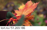 bright autumn maple leaves in a light breeze. Стоковое видео, видеограф Алексей Сергеев / Фотобанк Лори