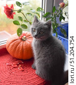 Котик и тыква. Стоковое фото, фотограф Светлана Первухина / Фотобанк Лори
