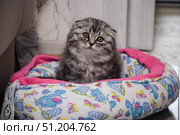 Милый маленький вислоухий котёнок в лежанке. Стоковое фото, фотограф Светлана Первухина / Фотобанк Лори