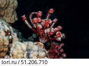 Crimson Elegance of Feather Star Dancing in Twilight Depths of the Red Sea. Стоковое фото, фотограф Aleksandr Golubev / Фотобанк Лори