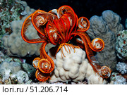 Coral Sea Lily in Vibrant Colors Decorates the Underwater Realm of the Red Sea. Стоковое фото, фотограф Aleksandr Golubev / Фотобанк Лори