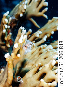 Secret Life in Coral Garden, Spirobranchus Giganteus in the Depths of Red Sea. Стоковое фото, фотограф Aleksandr Golubev / Фотобанк Лори