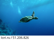Emerald Dreams Gliding Through the Endless Azure of the Red Sea. Стоковое фото, фотограф Aleksandr Golubev / Фотобанк Лори