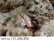 Mullet Exploring the Sandy Seabed of the Red Sea in Early Morning. Стоковое фото, фотограф Aleksandr Golubev / Фотобанк Лори