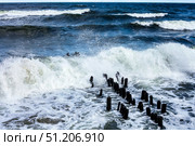 Waves Crash Against Broken Pilings on a Stormy Day at the Baltic Sea. Стоковое фото, фотограф Aleksandr Golubev / Фотобанк Лори
