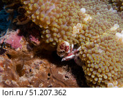 Small crabs among soft corals underwater on a coral reef in the South China Sea. Стоковое фото, фотограф Сергей Фролов / Фотобанк Лори