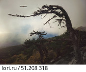 Dramatic gloomy trees in the haze. Стоковое фото, фотограф Саблин Станислав / Фотобанк Лори