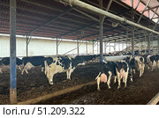 Cows queuing for milking. Редакционное фото, фотограф Irina Opachevsky / Фотобанк Лори